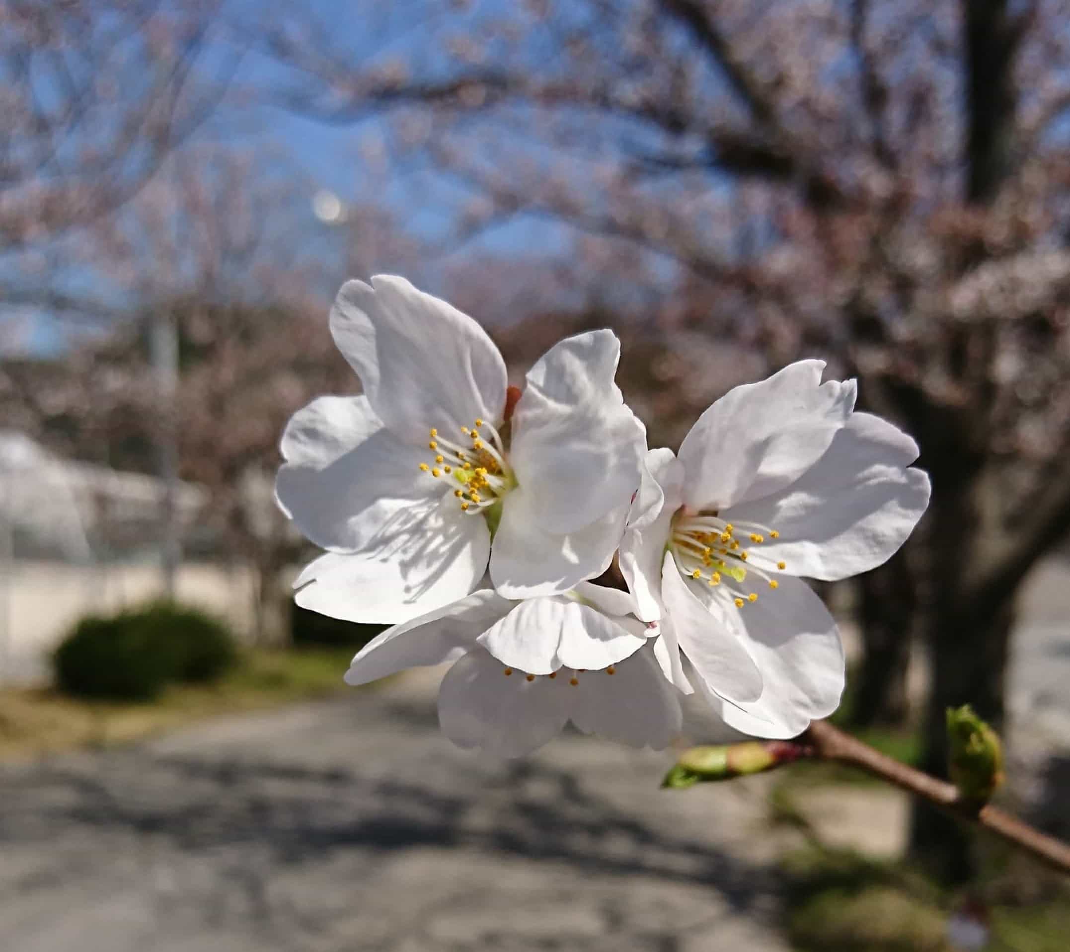 桜の画像です